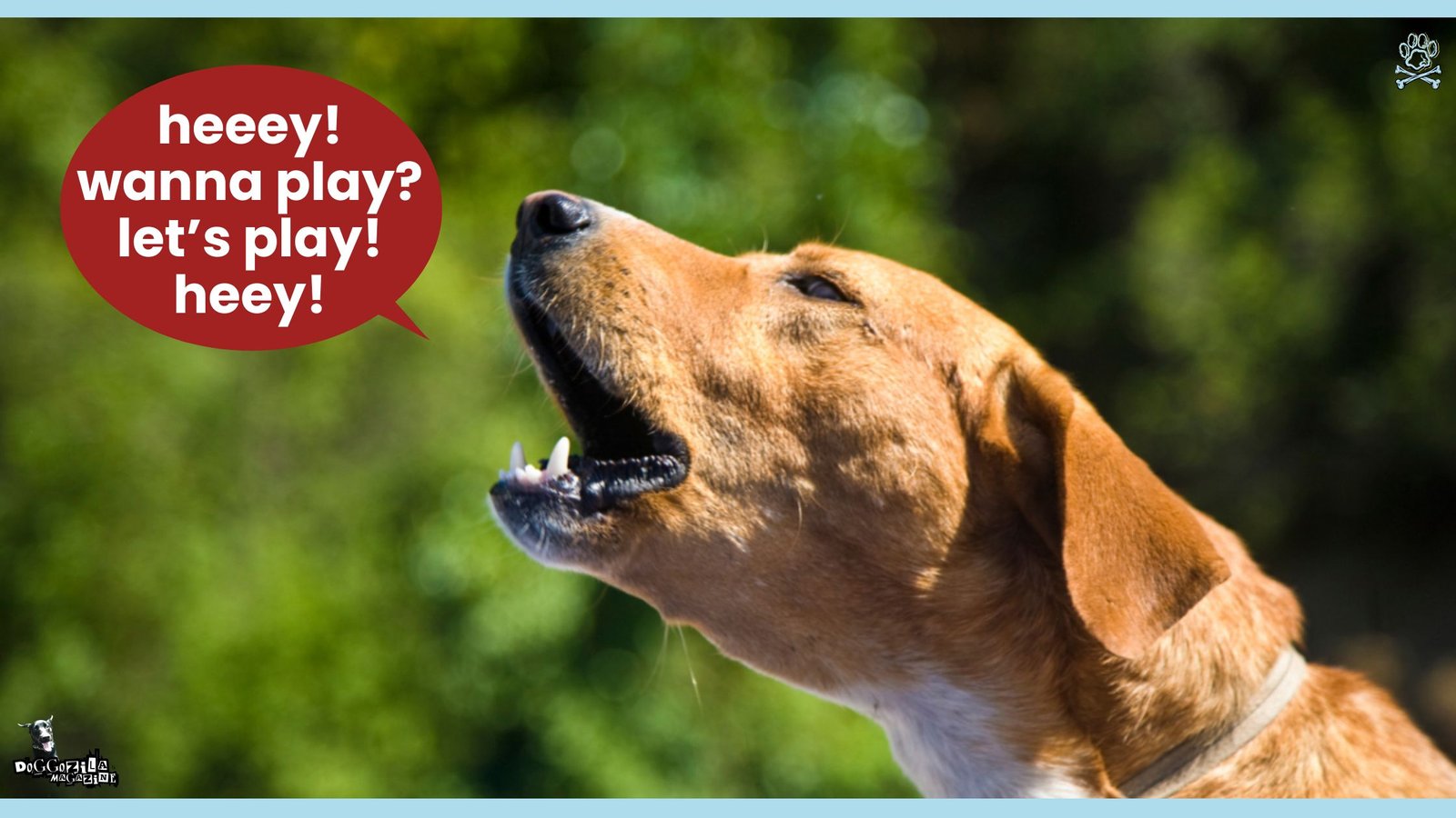 We answer the question Can dogs talk