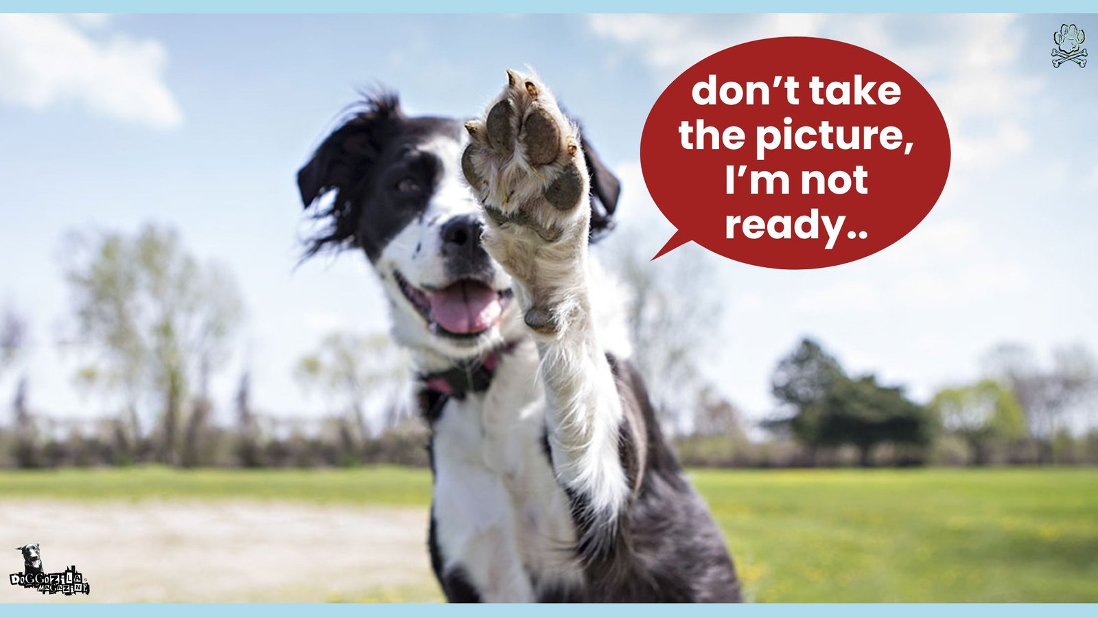 how to train your dog to make hi 5