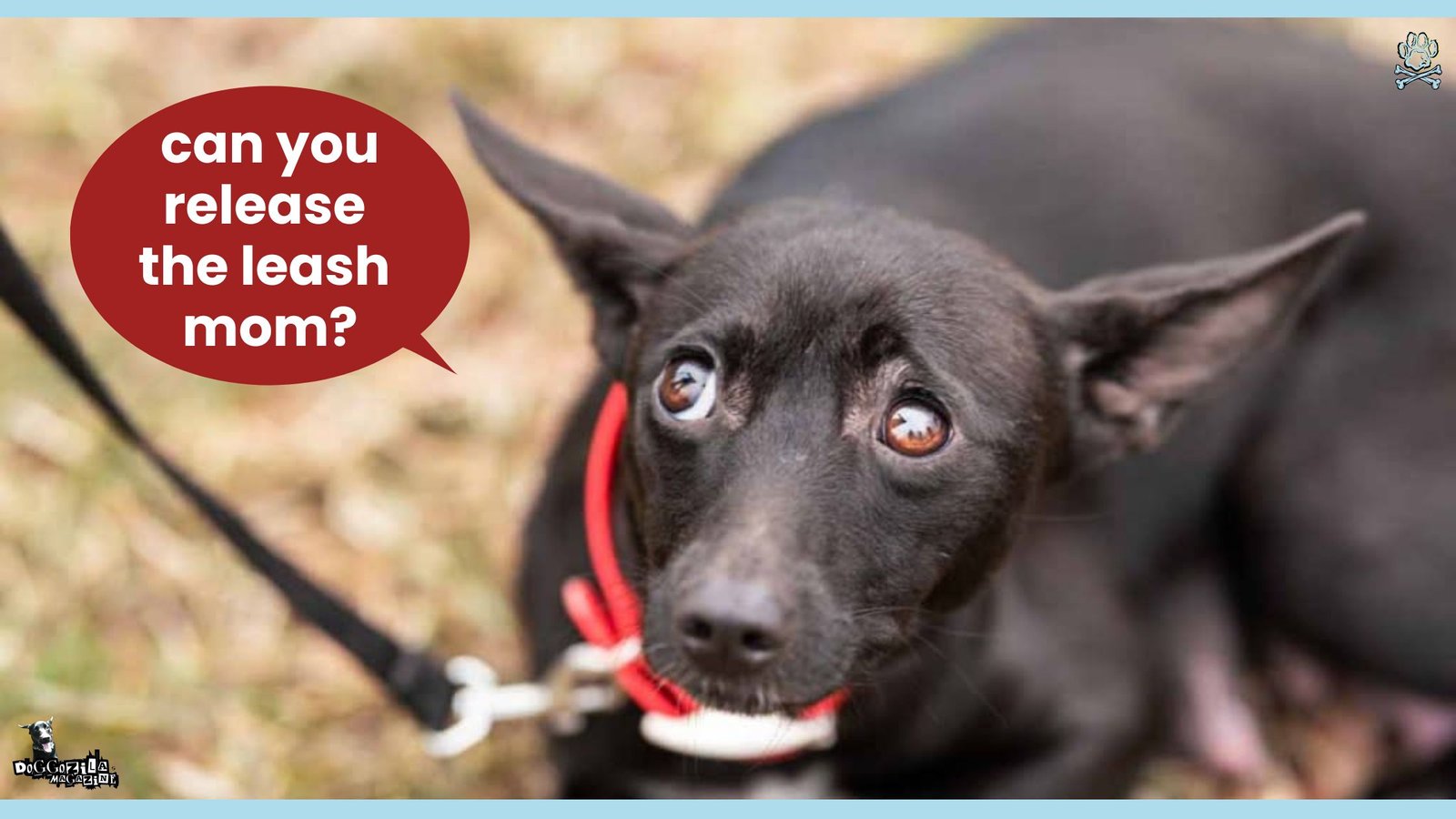 Can dogs talk and how can we understand them