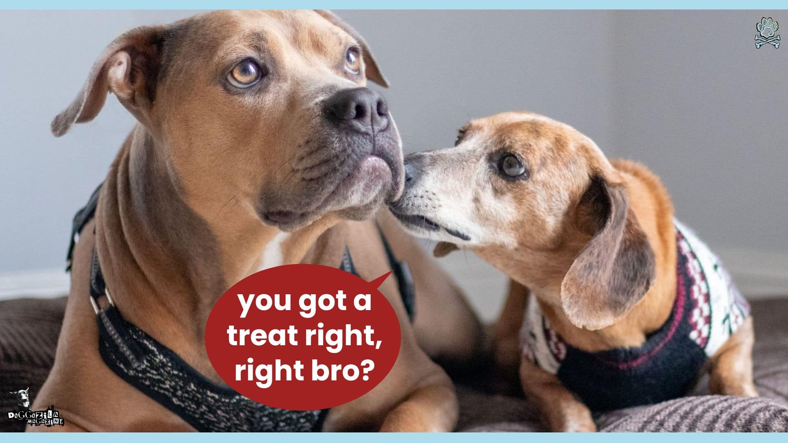 Can dogs talk to each other