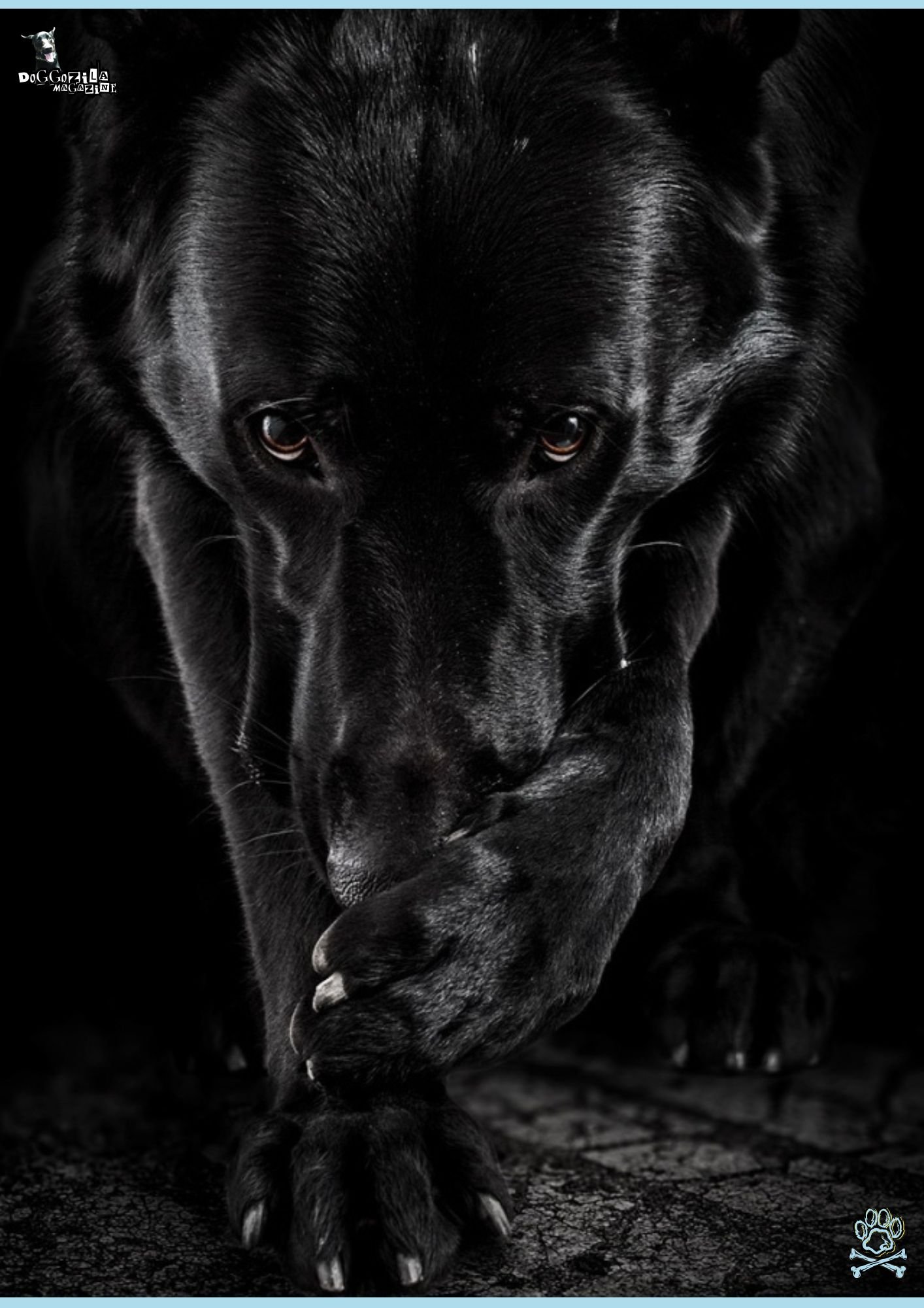 Big Black German Shepard