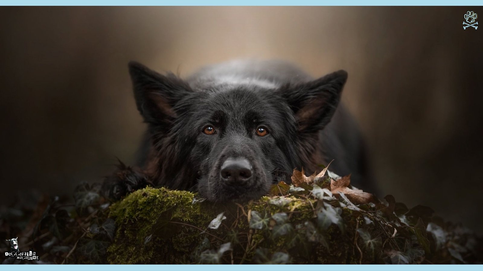 Big Black German Shepard in The Forest