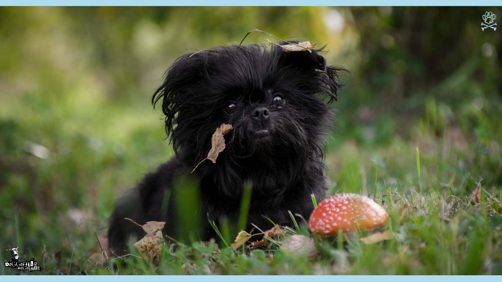 National Black Dog Day