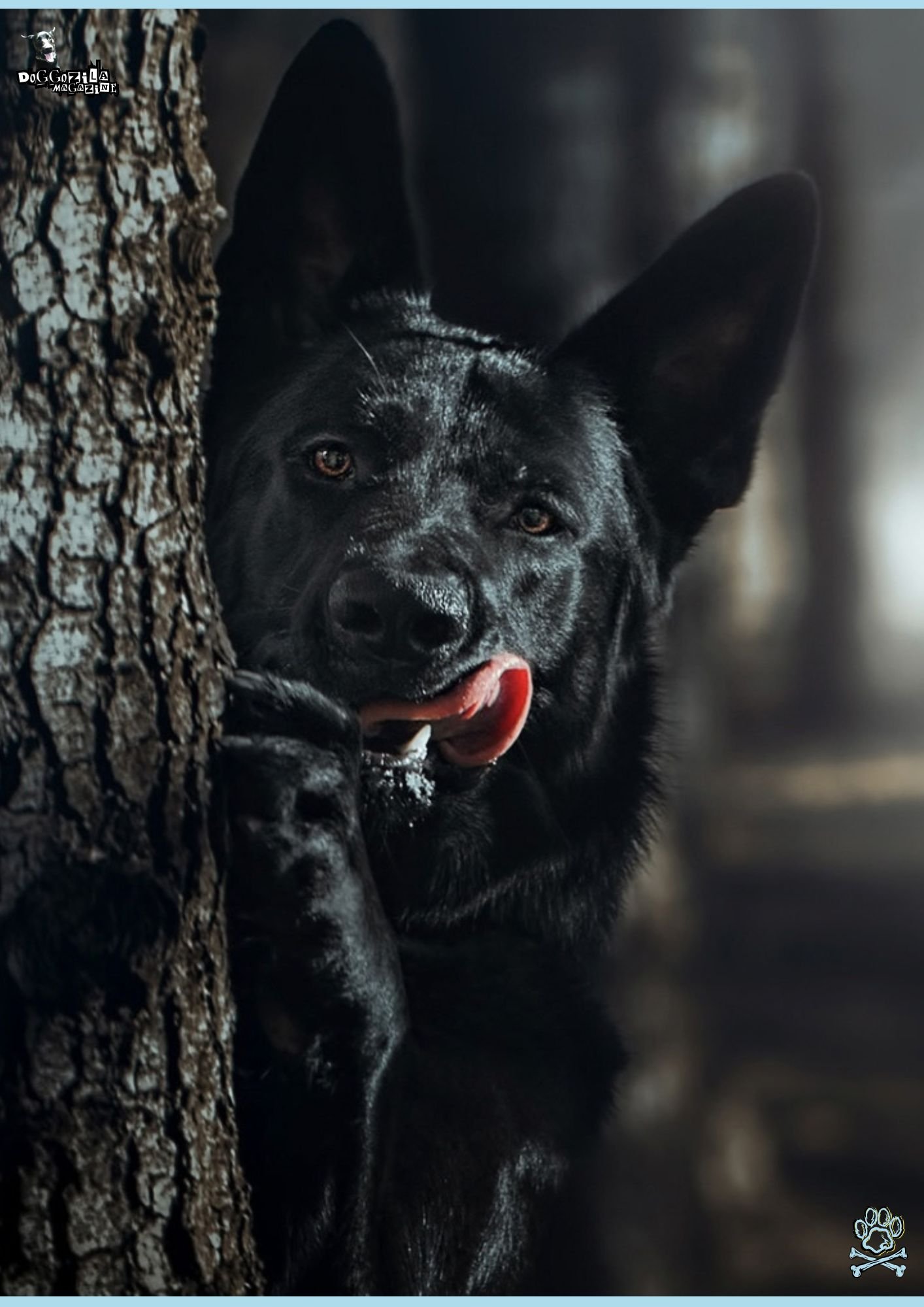 Cute Black German Shepard Hiding Behind a Tree