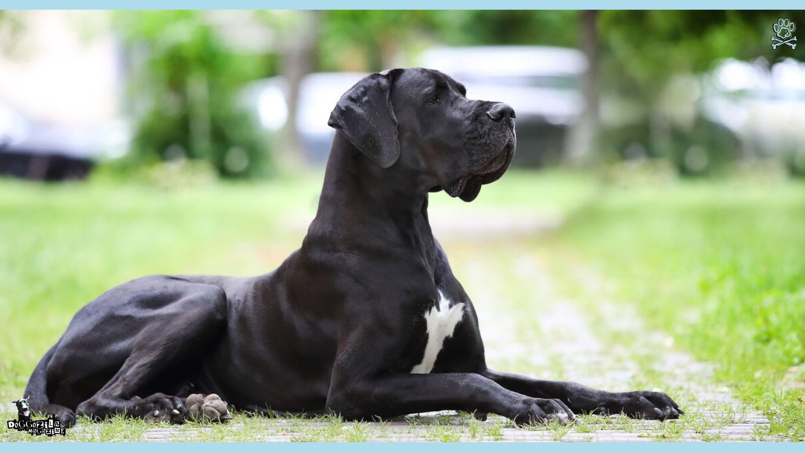 National Black Dog Day