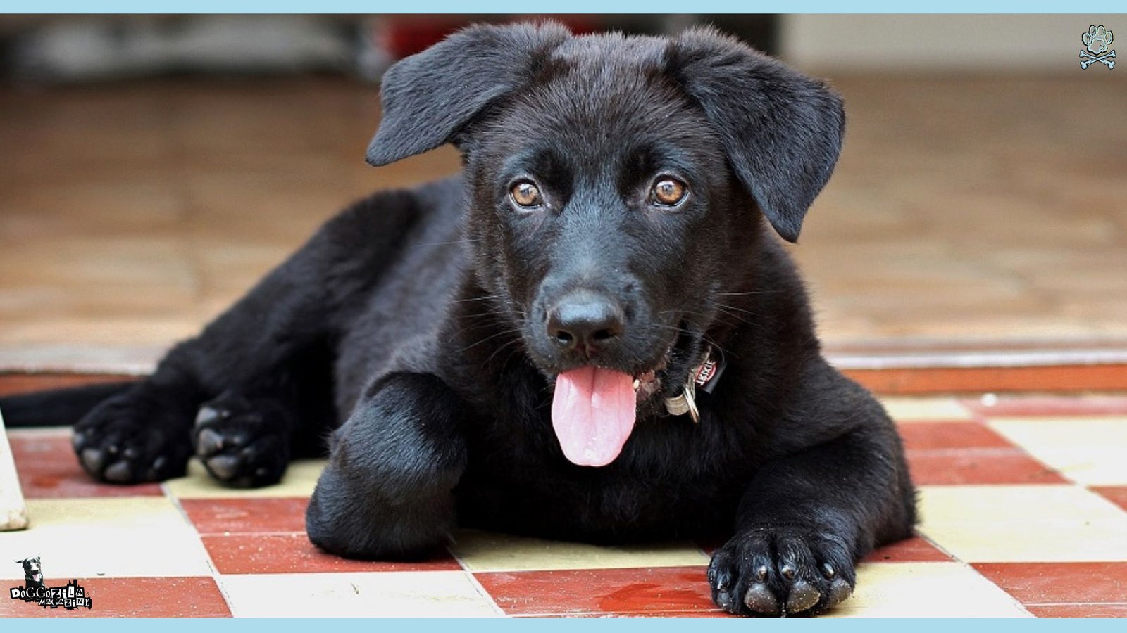 National Black Dog Day