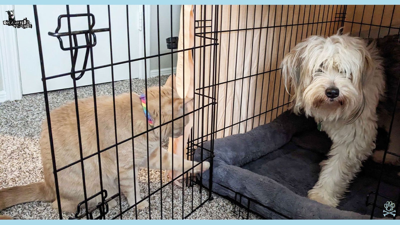 the dog is going in his safe place away from the cat