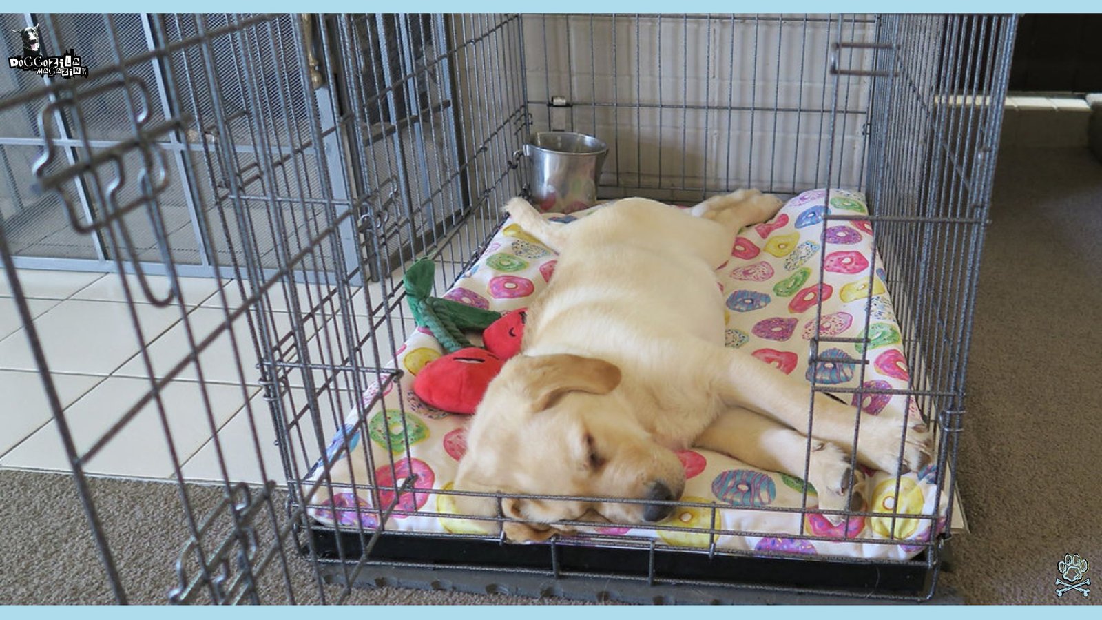 little puppy sleep calm in his crate