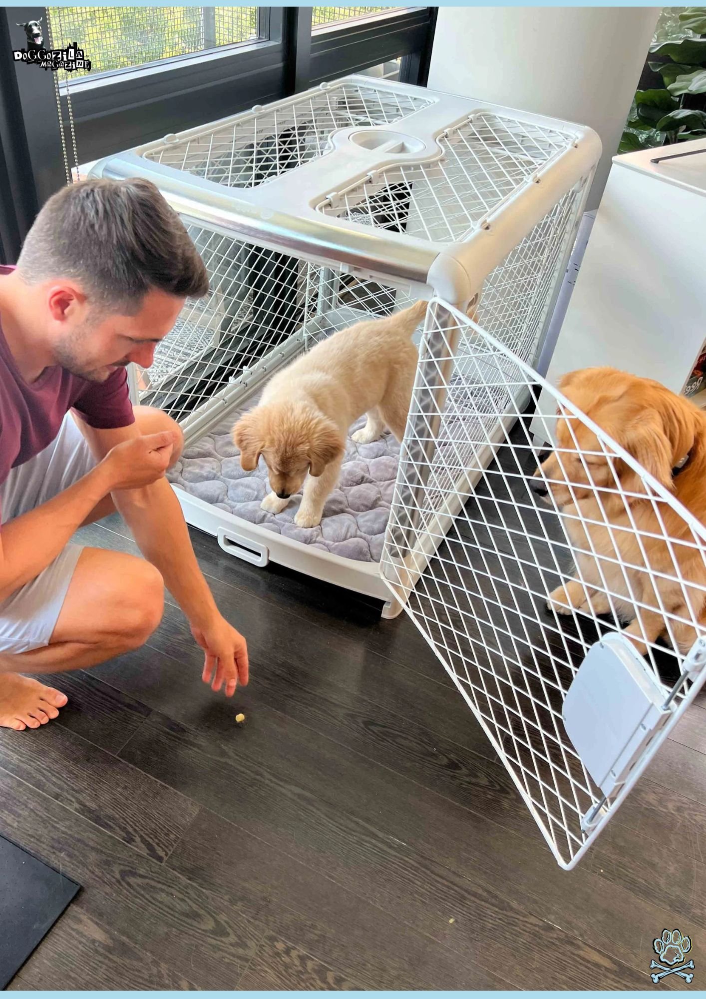 Crate Training Guide for Your Dog