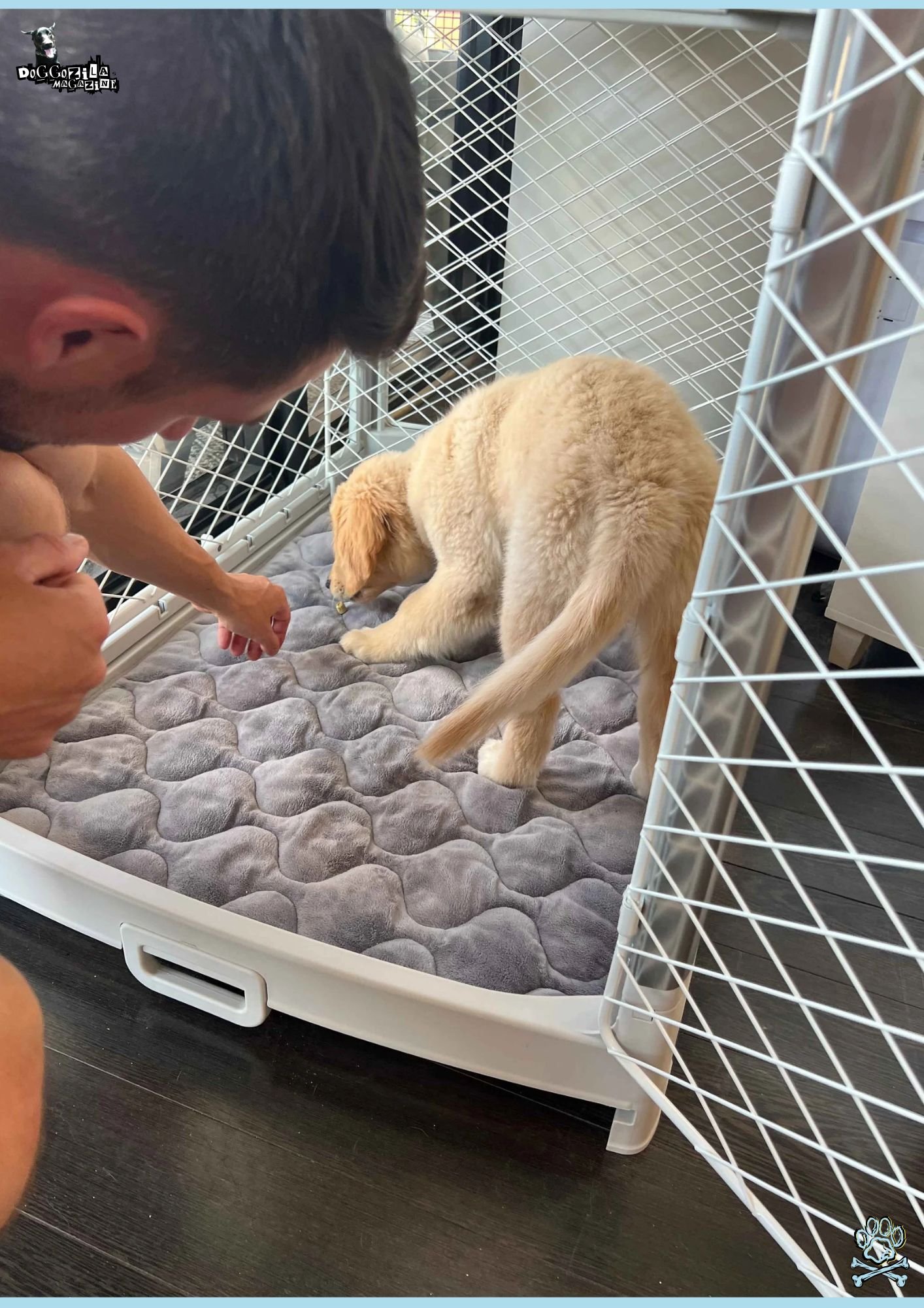 Crate Training Guide for Your Dog