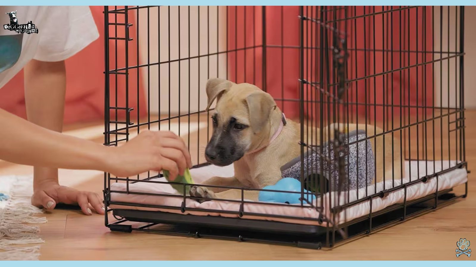 Crate Training Guide for Your Dog