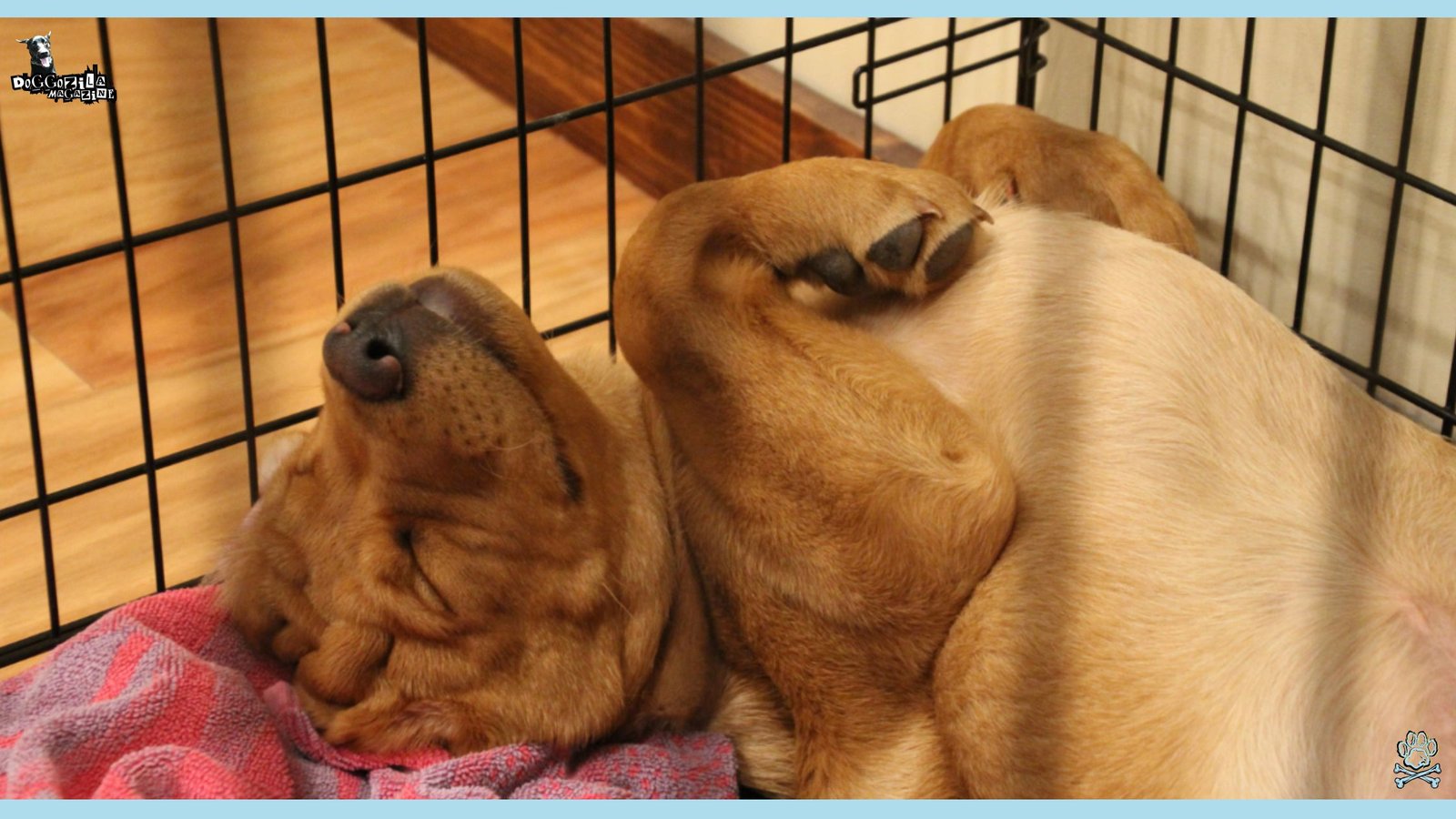 little puppy sleep in his safe space
