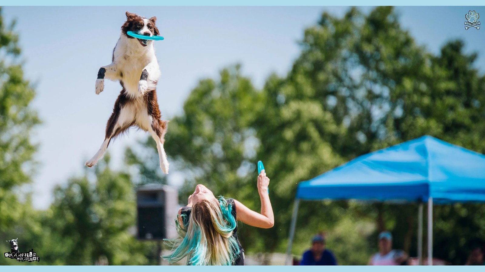 Disc Frisbee Dog Competition