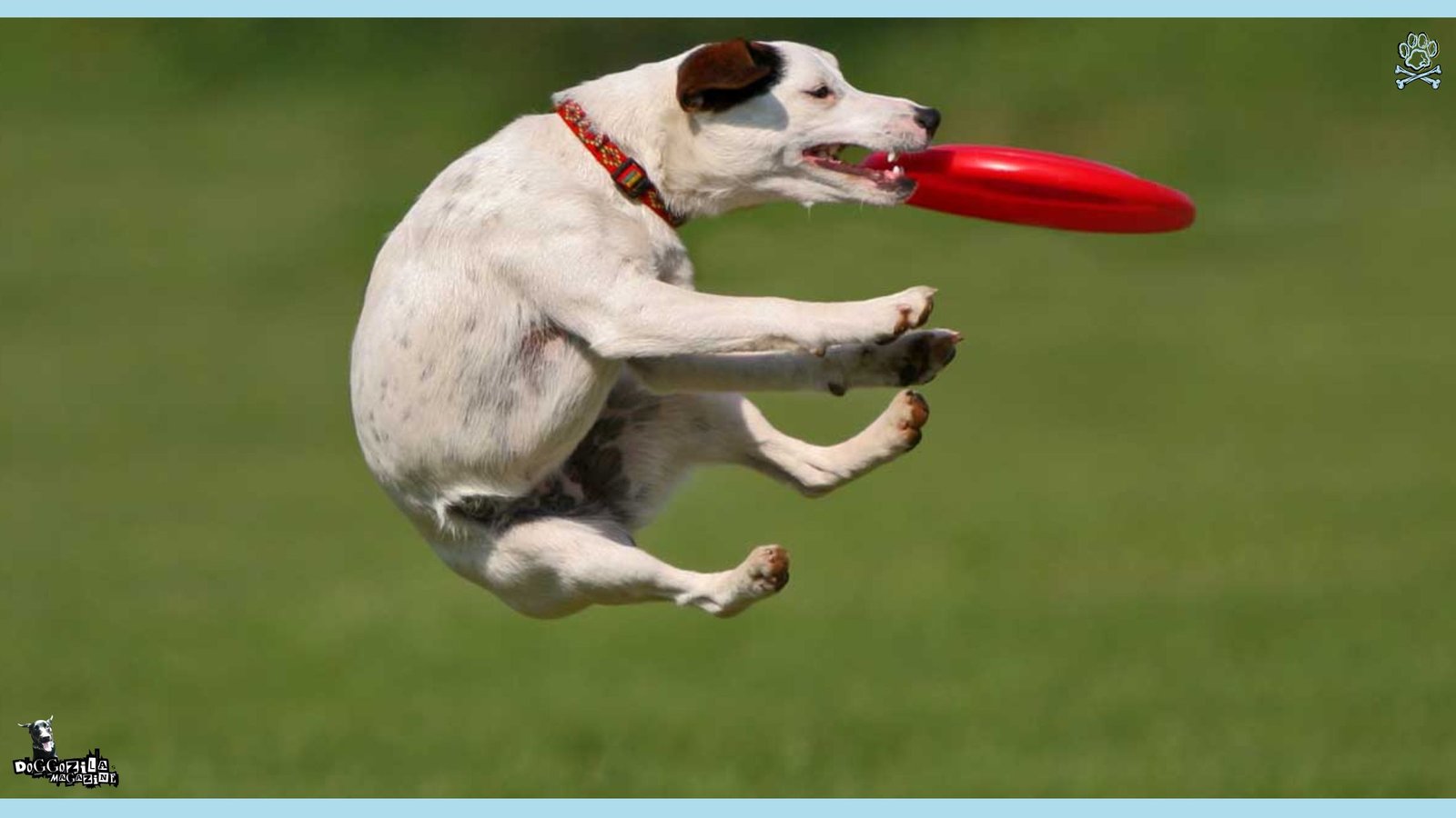 Disc Frisbee Dog Competition
