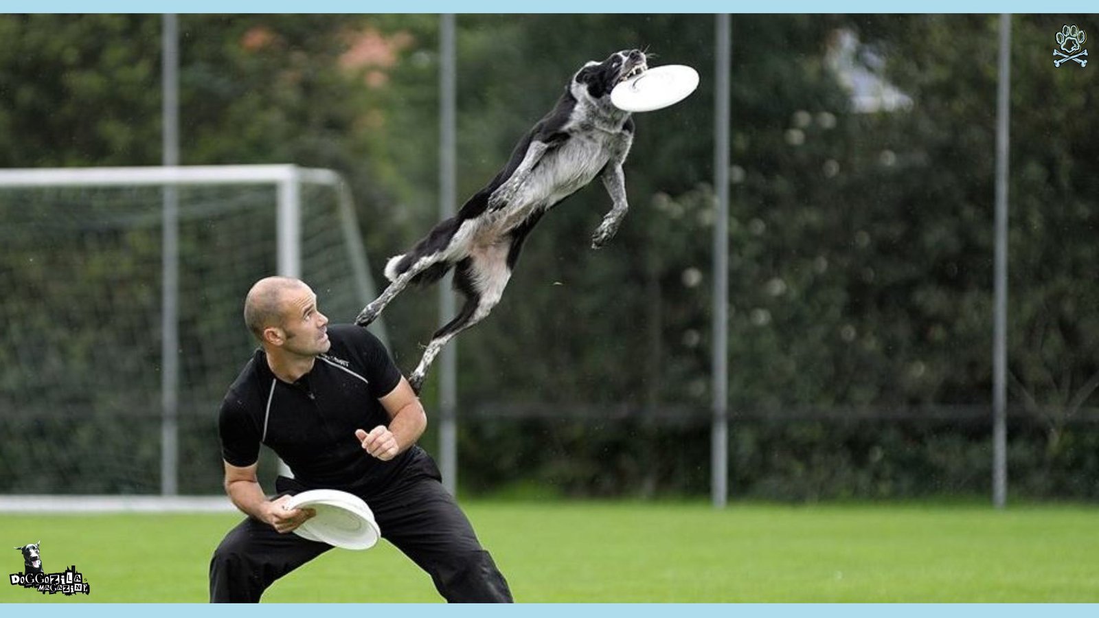 flying dog with a Frisbee in his mouth