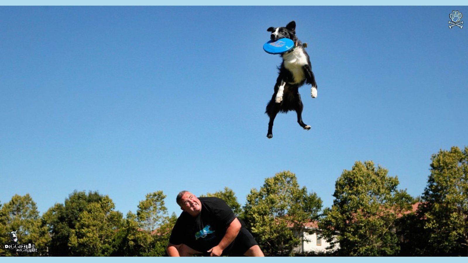 flying dog with a Frisbee in his mouth