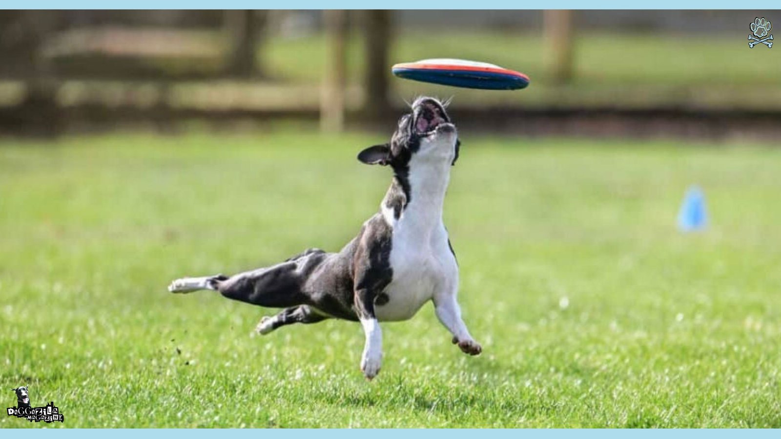 Disc Frisbee Dog Competition