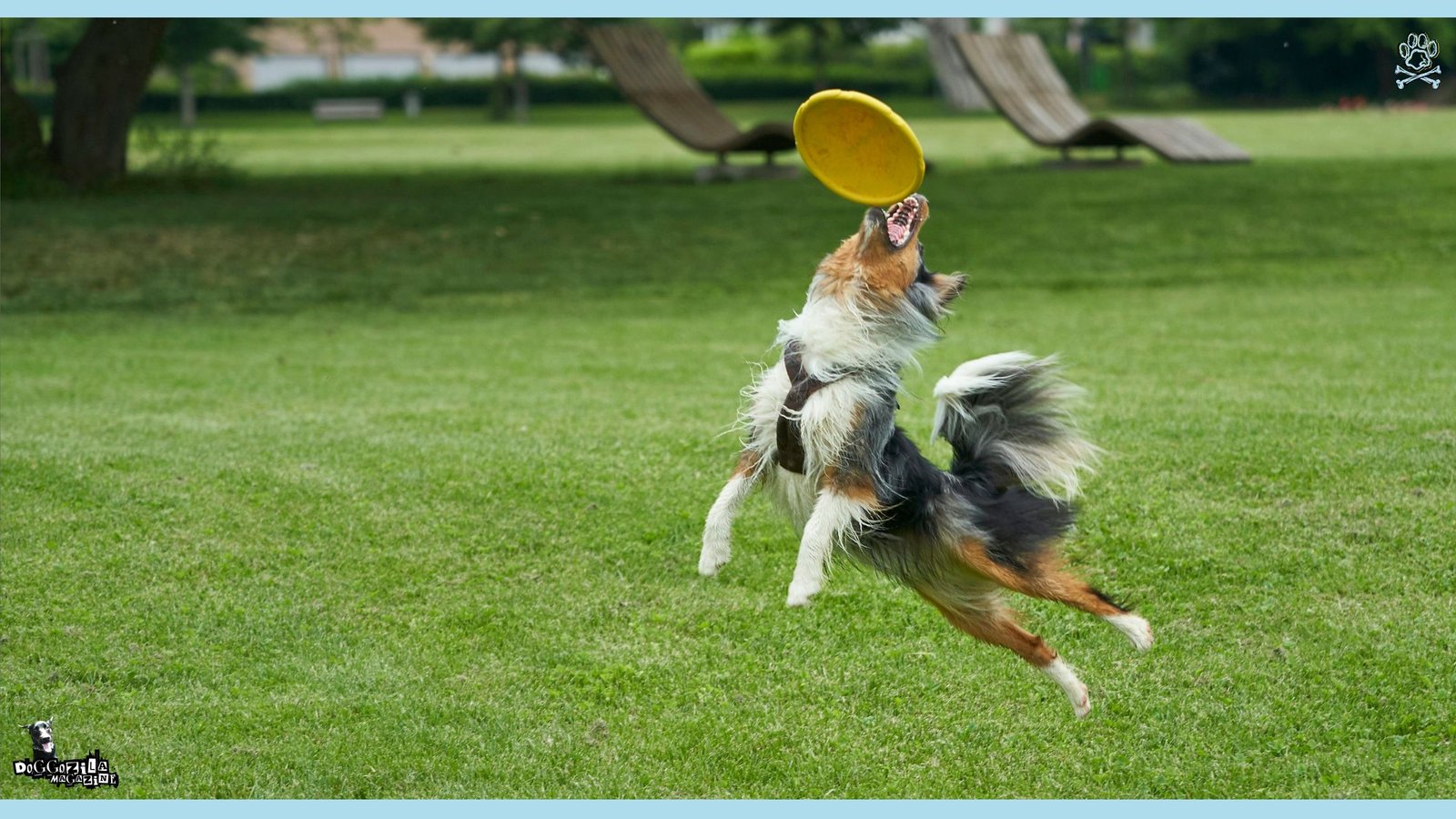 Disc Frisbee Dog Competition