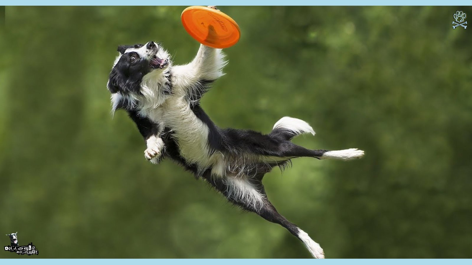 Disc Frisbee Dog Competition