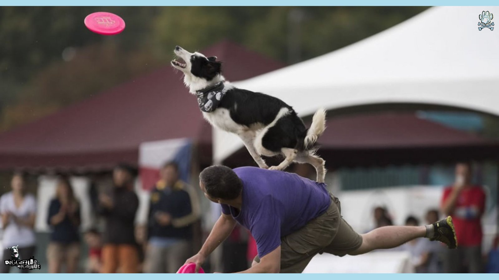 Disc Frisbee Dog Competition