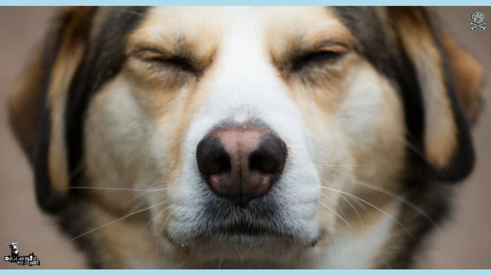 Do Dogs Get Grumpy When They Get Older