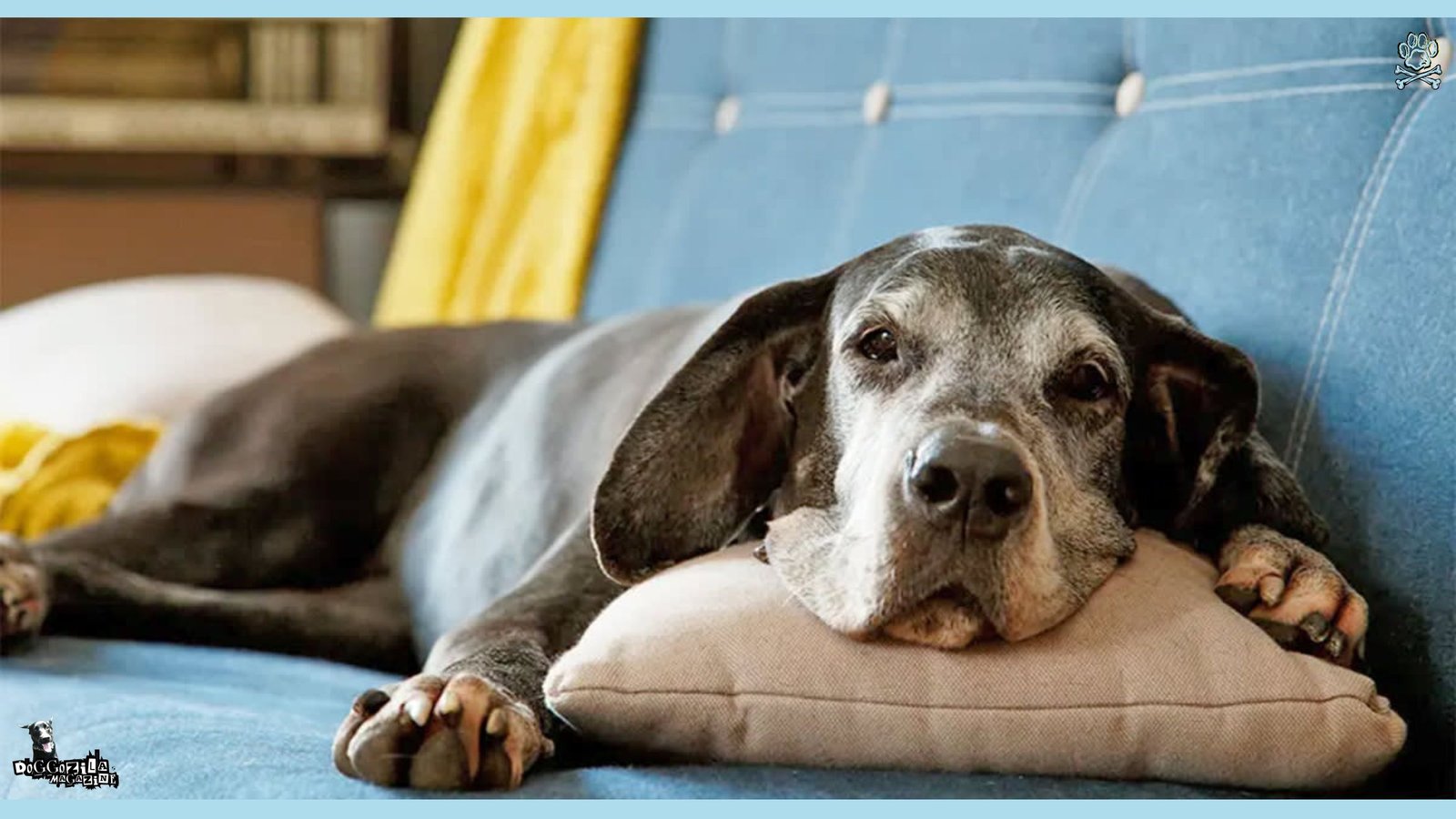 Do Dogs Get Grumpy When They Get Older