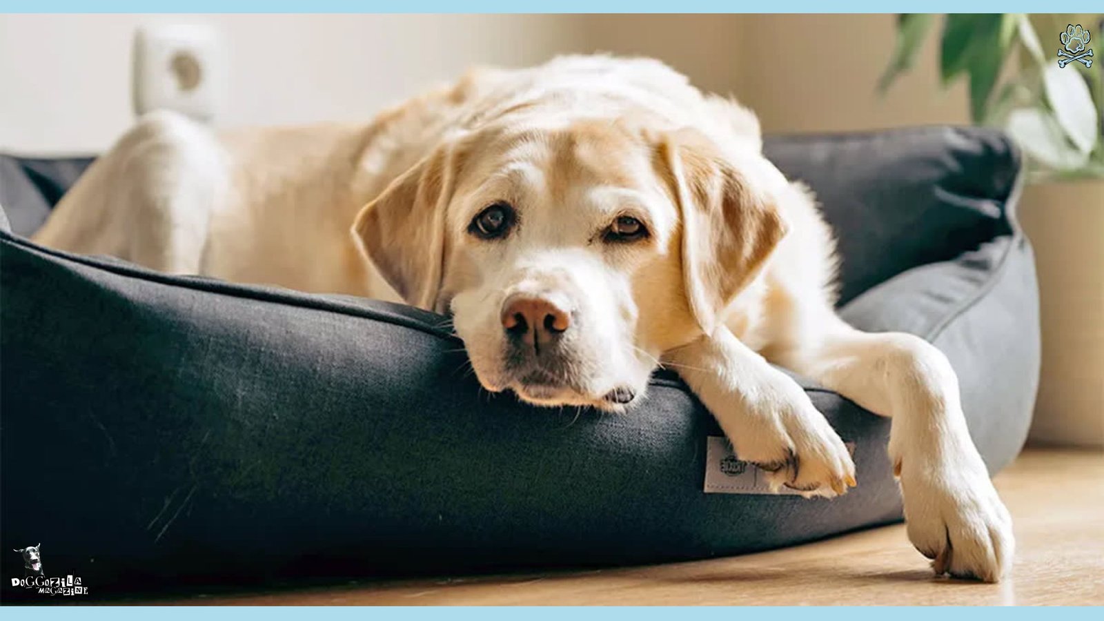 Do Dogs Get Grumpy When They Get Older