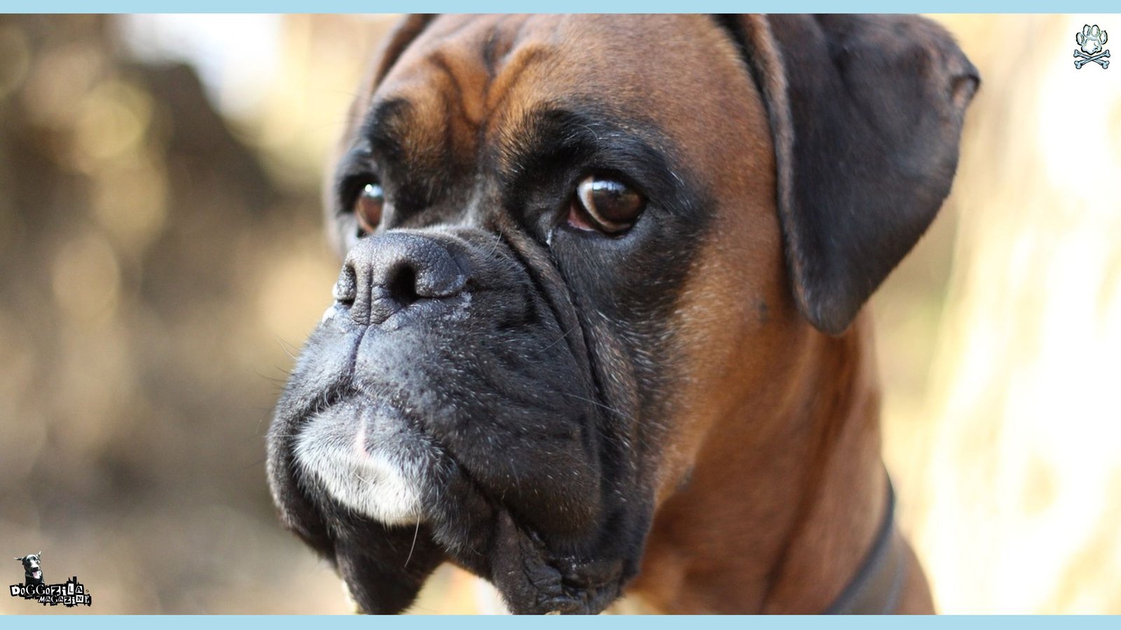 Do Dogs Get Grumpy When They Get Older