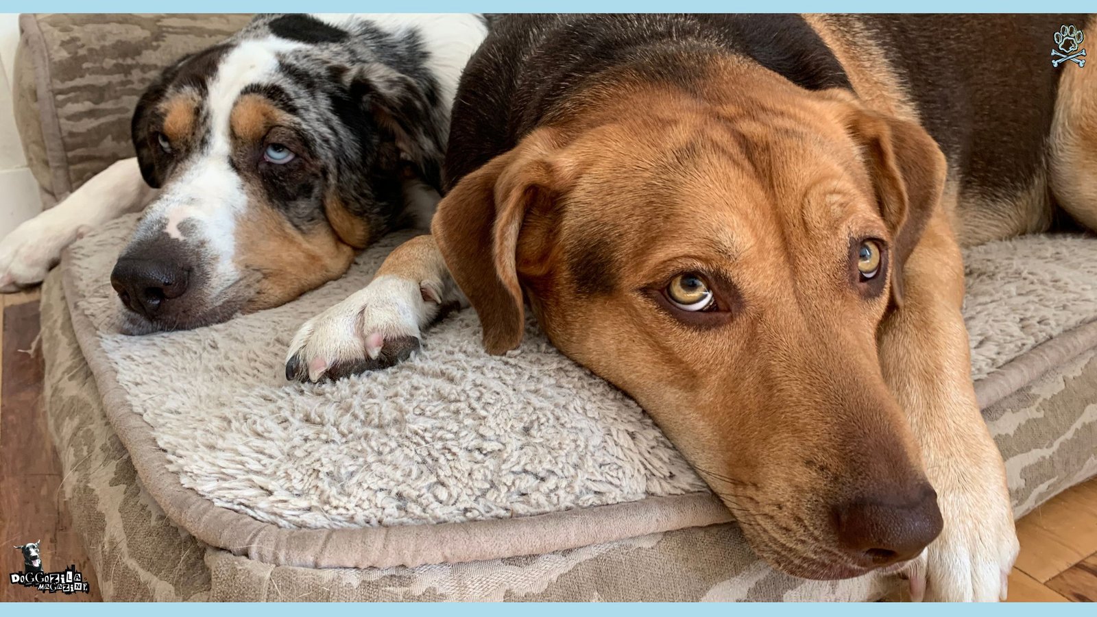 Do Dogs Get Grumpy When They Get Older