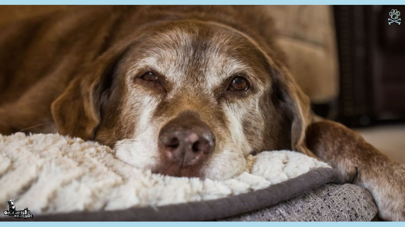 Do Dogs Get Grumpy When They Get Older