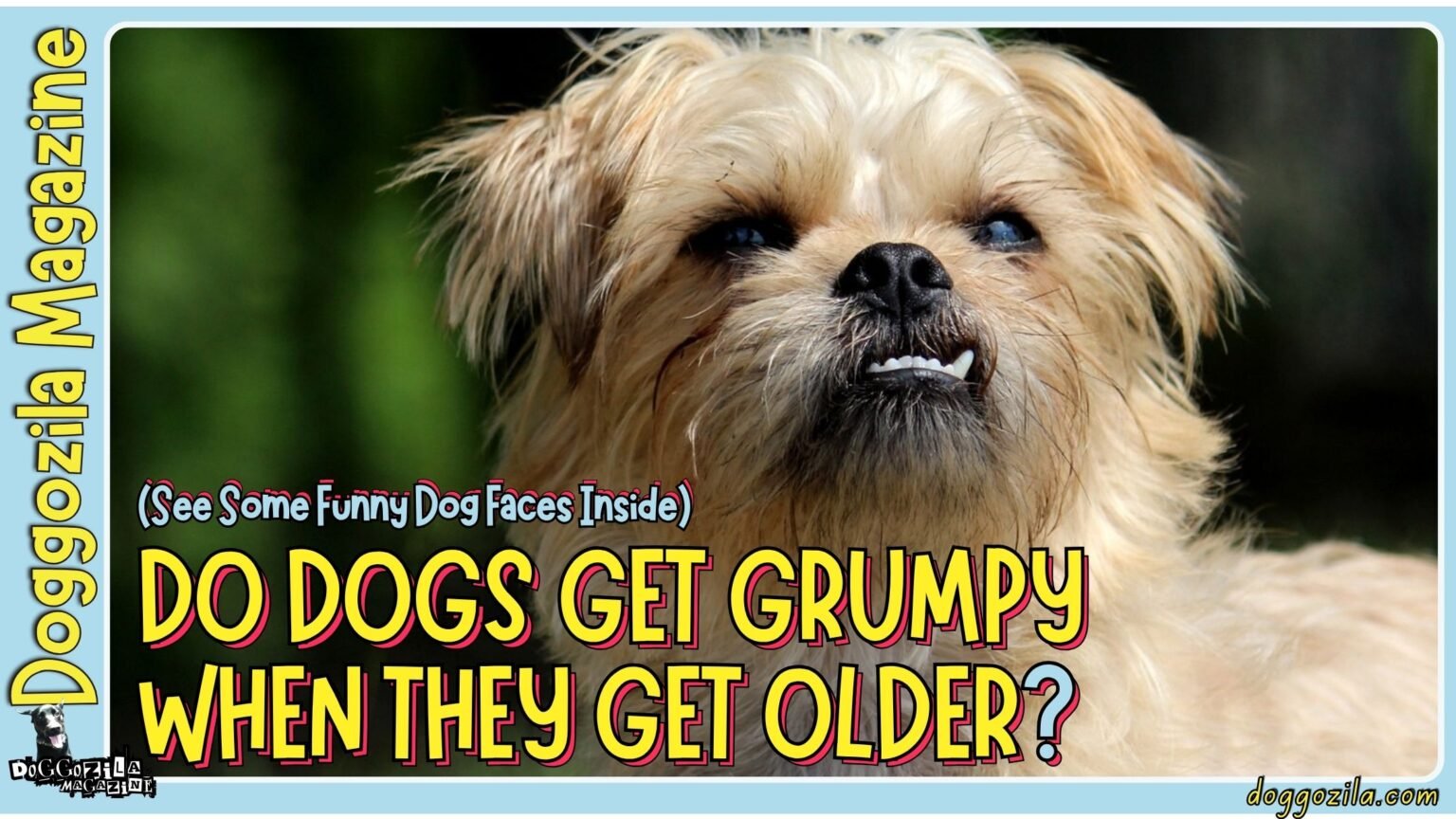Do Dogs Get Grumpy When They Get Older