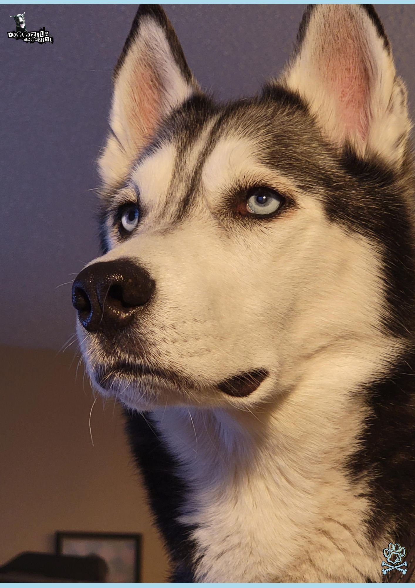 Grumpy Husky