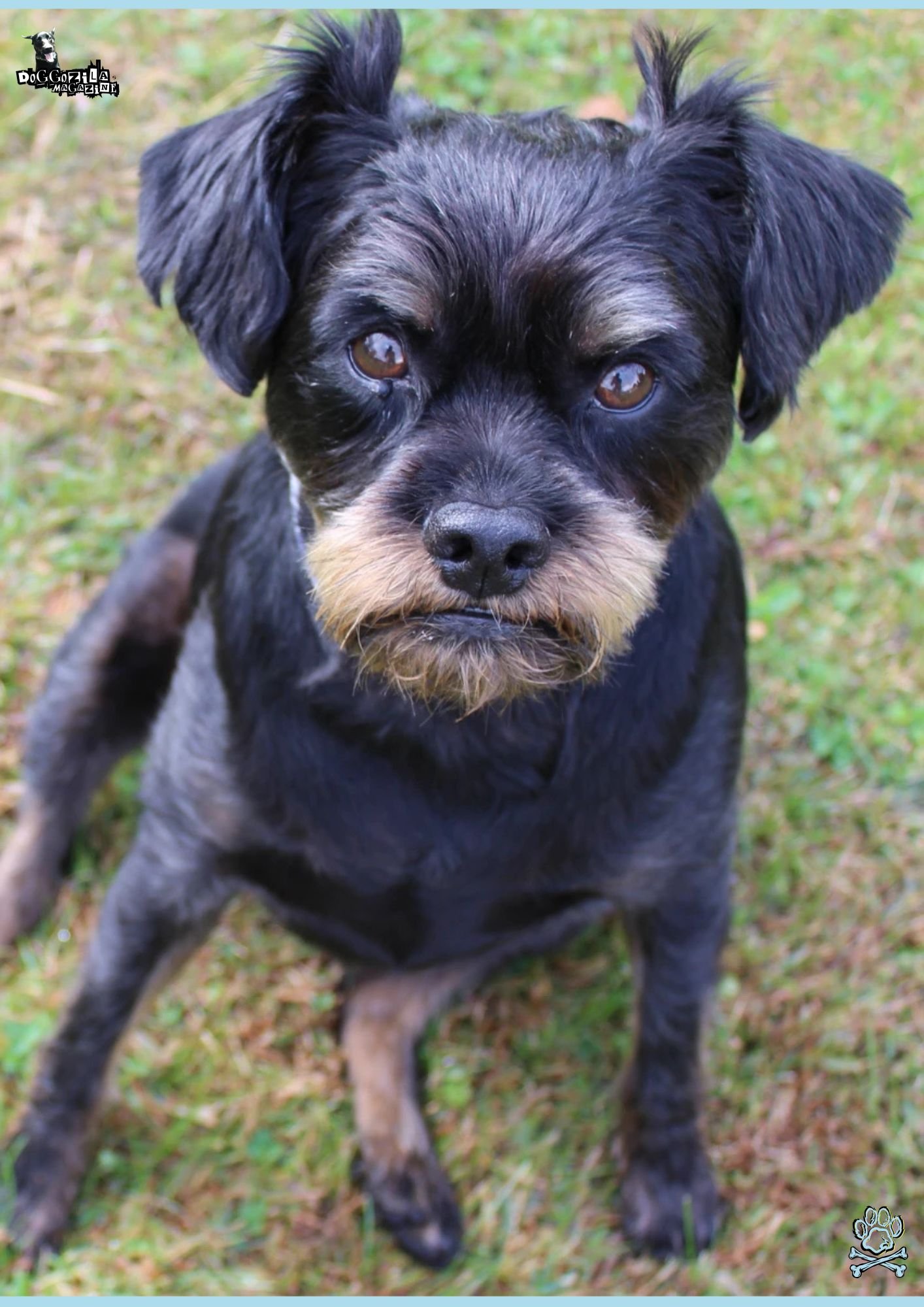 funny dog face