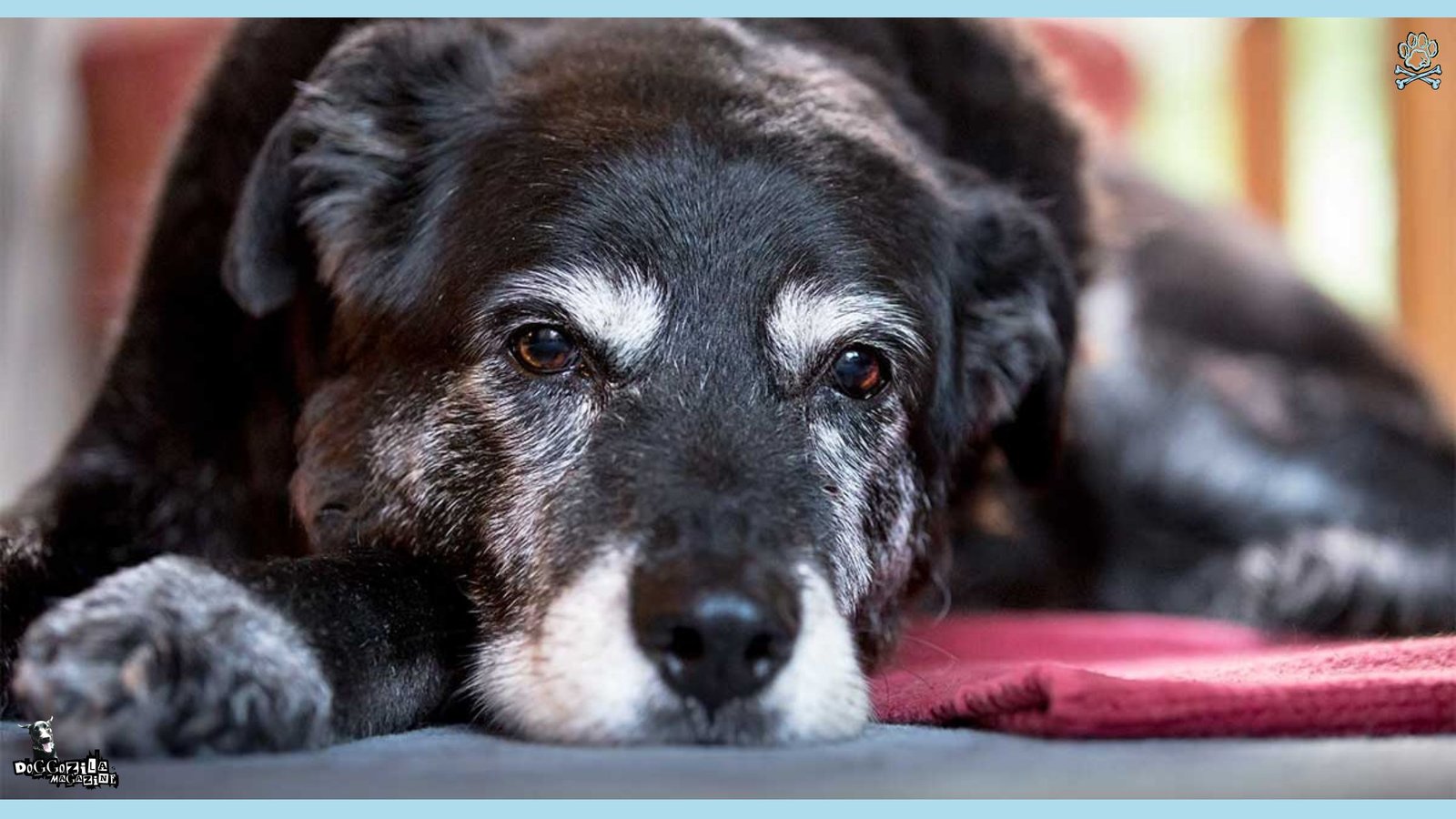 Senior dog grumpy face
