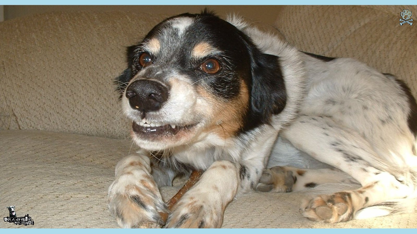 funny dog face