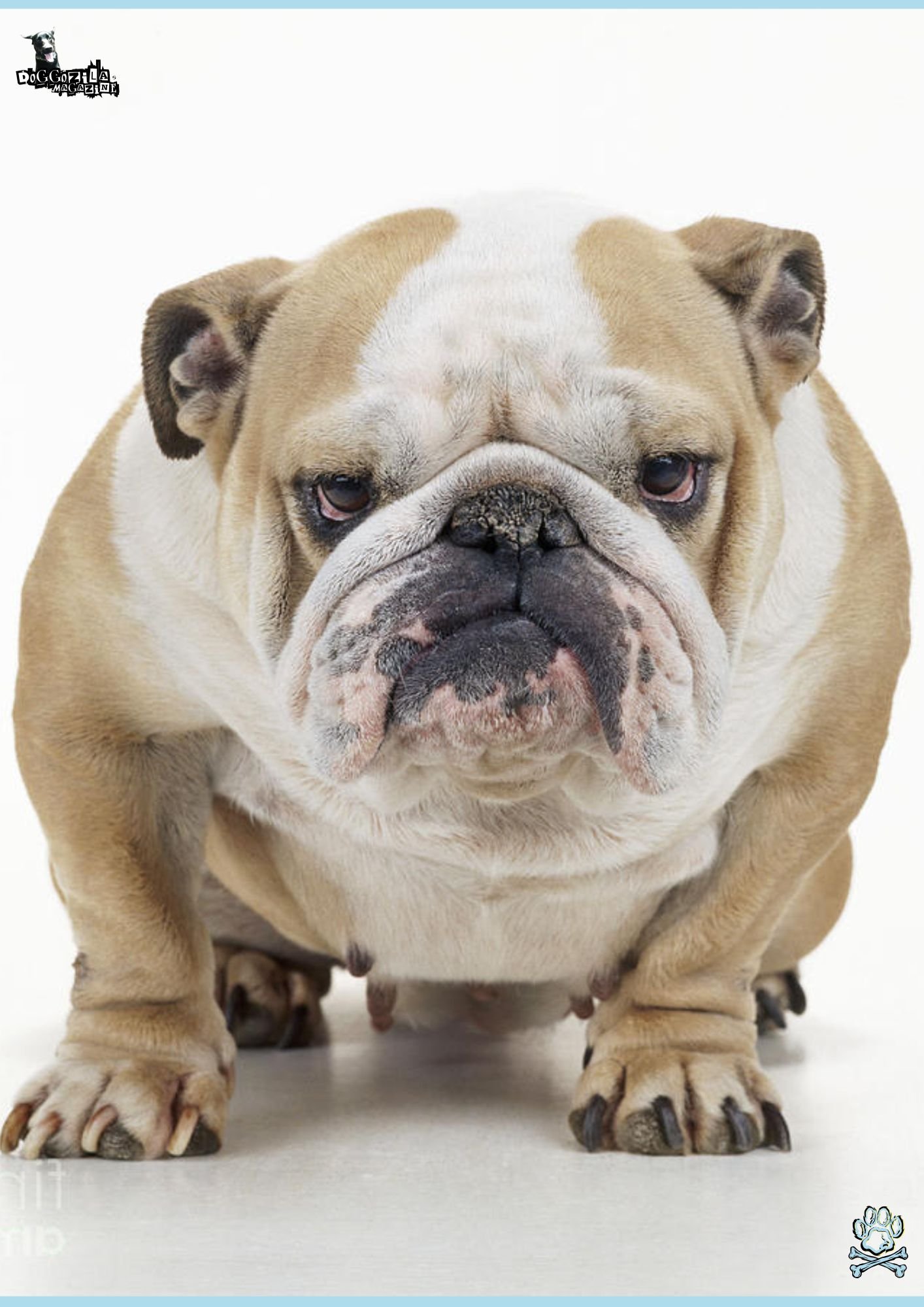 funny dog face