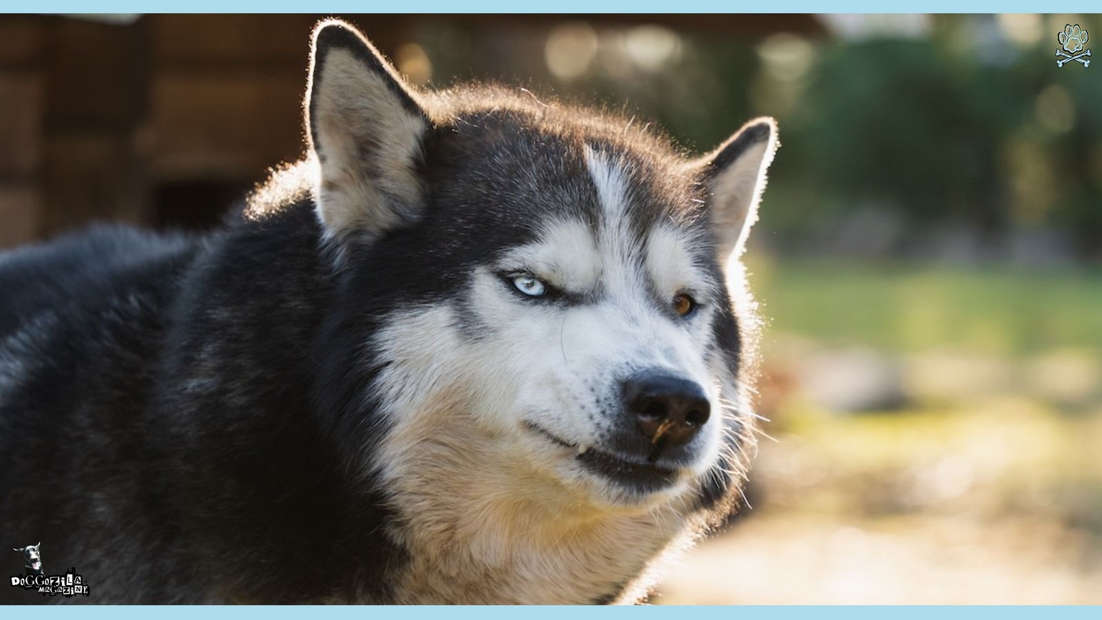 funny Husky face