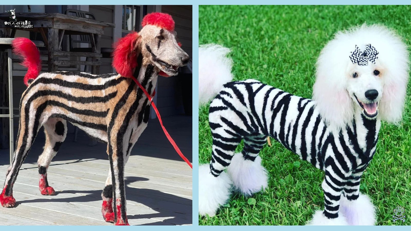 How to Dye Your Dog's Fur Safely for Halloween