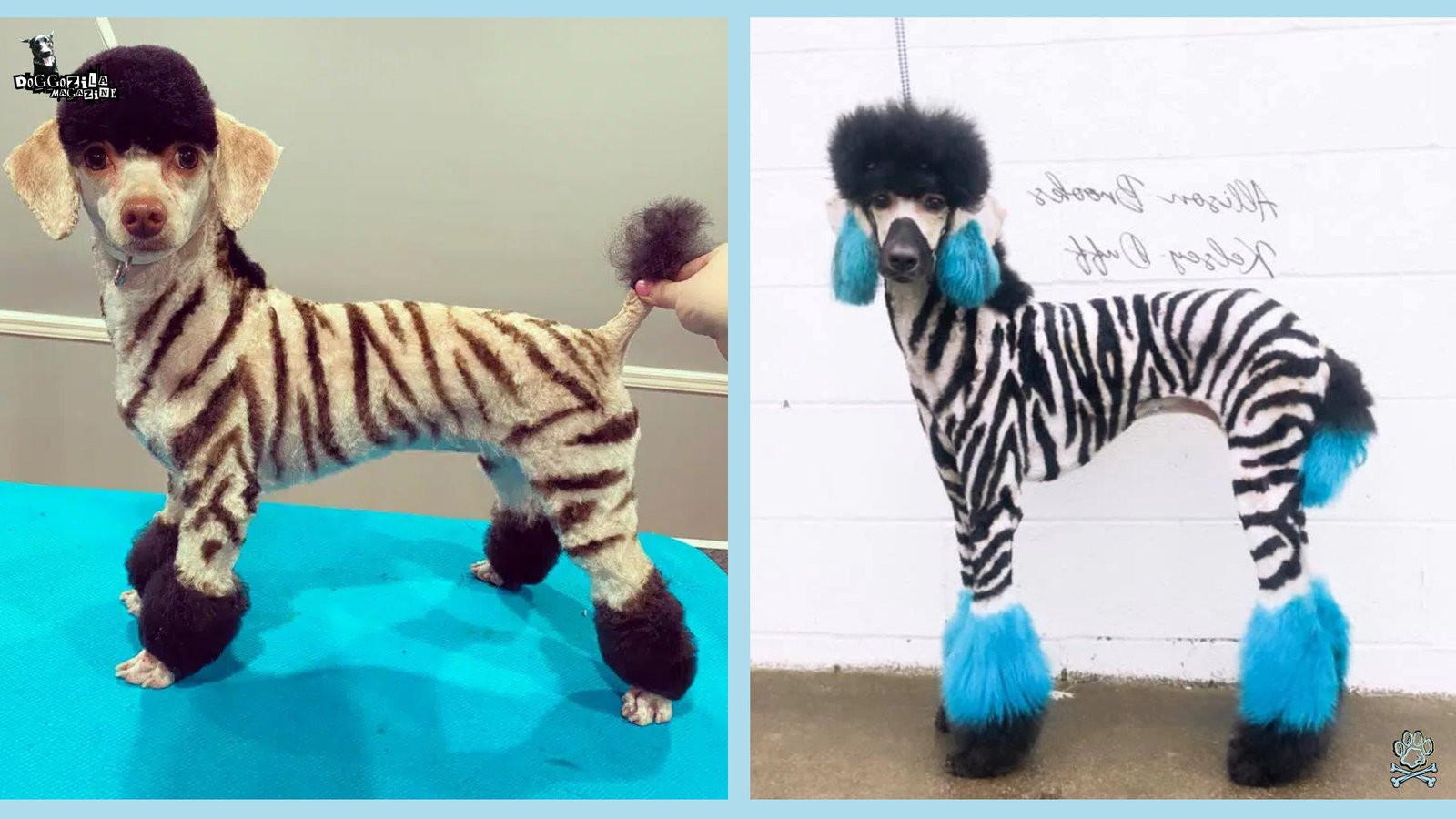 How to Dye Your Dog's Fur Safely for Halloween