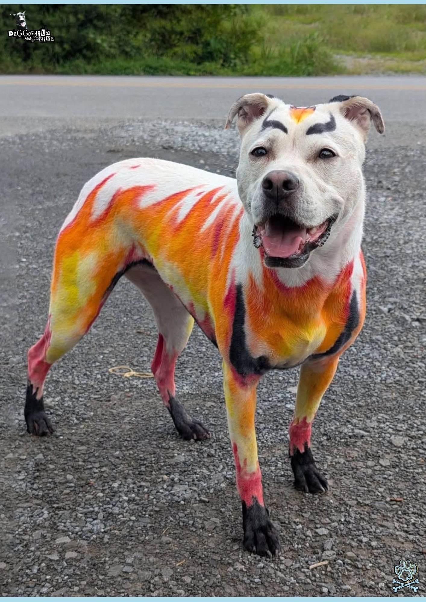How to Dye Your Dog's Fur Safely for Halloween