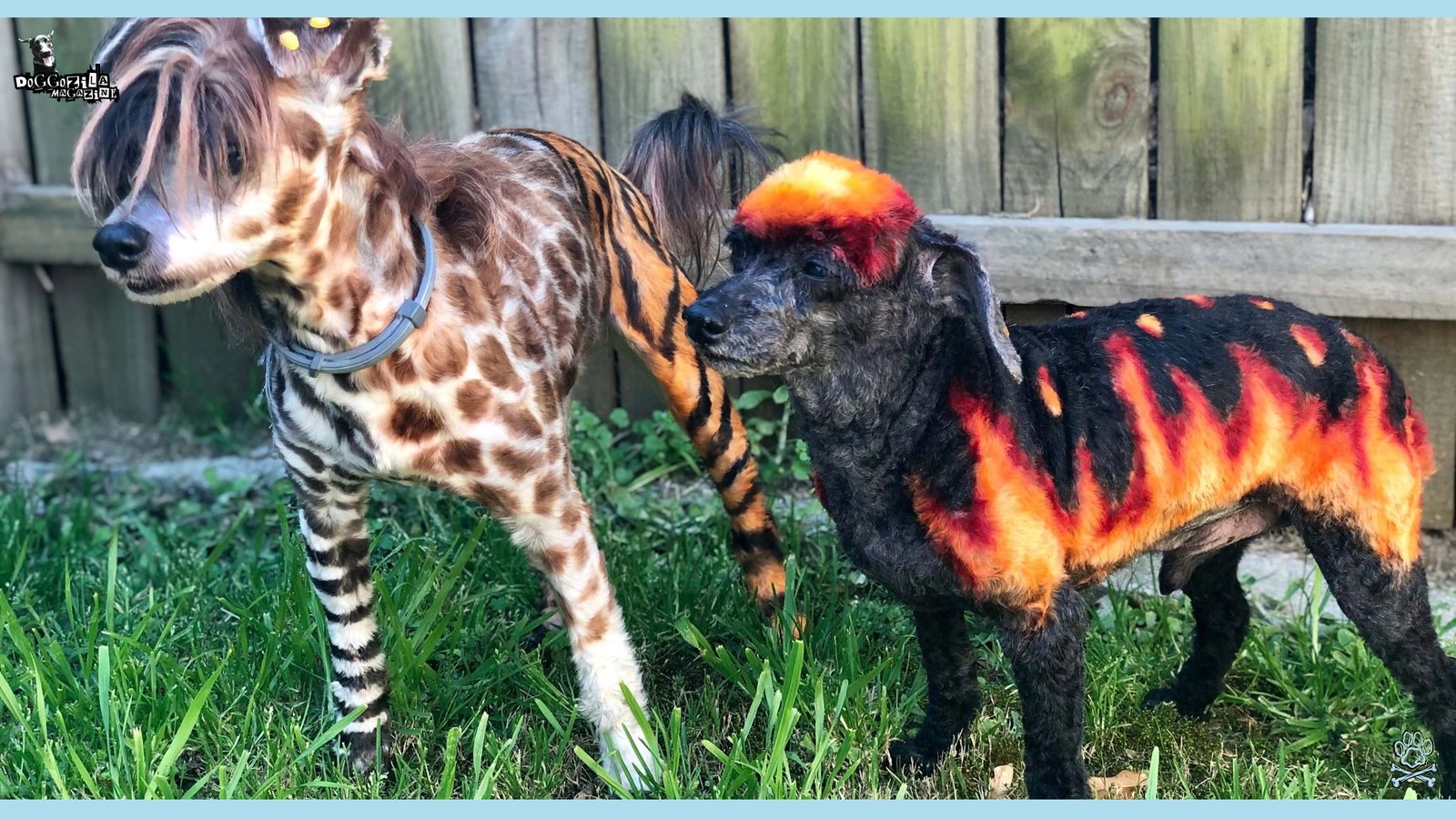 How to Dye Your Dog's Fur Safely for Halloween