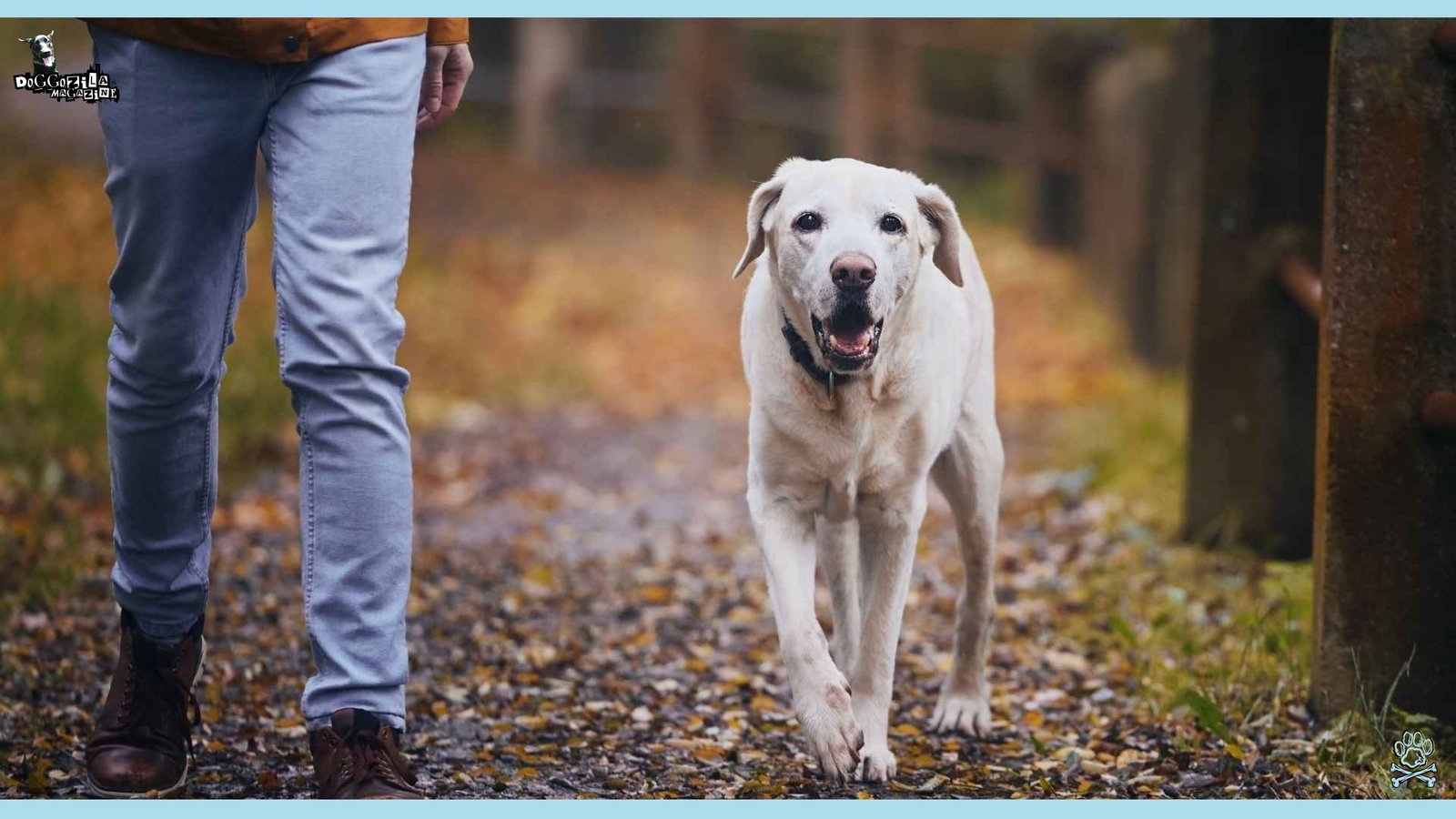 Off-Leash Dog Training While Hiking In Autumn