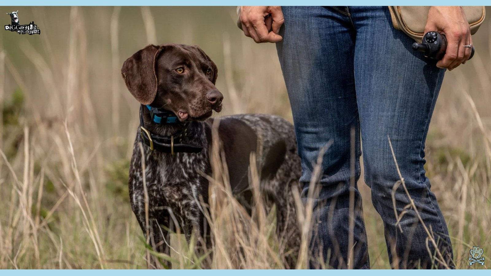 Off-Leash Dog Training with GPS collar