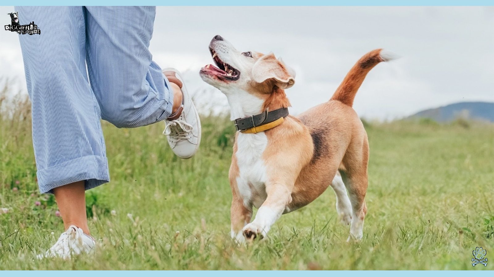 Off-Leash Training with happy dog