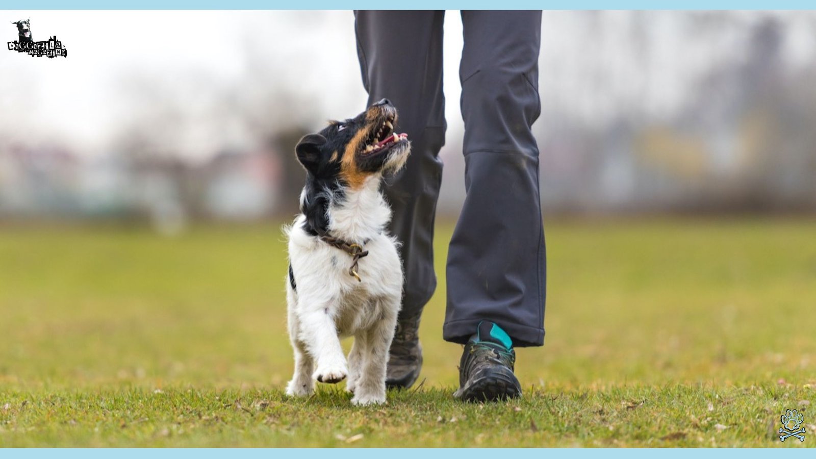 Off-Leash dog Training with happy puppy
