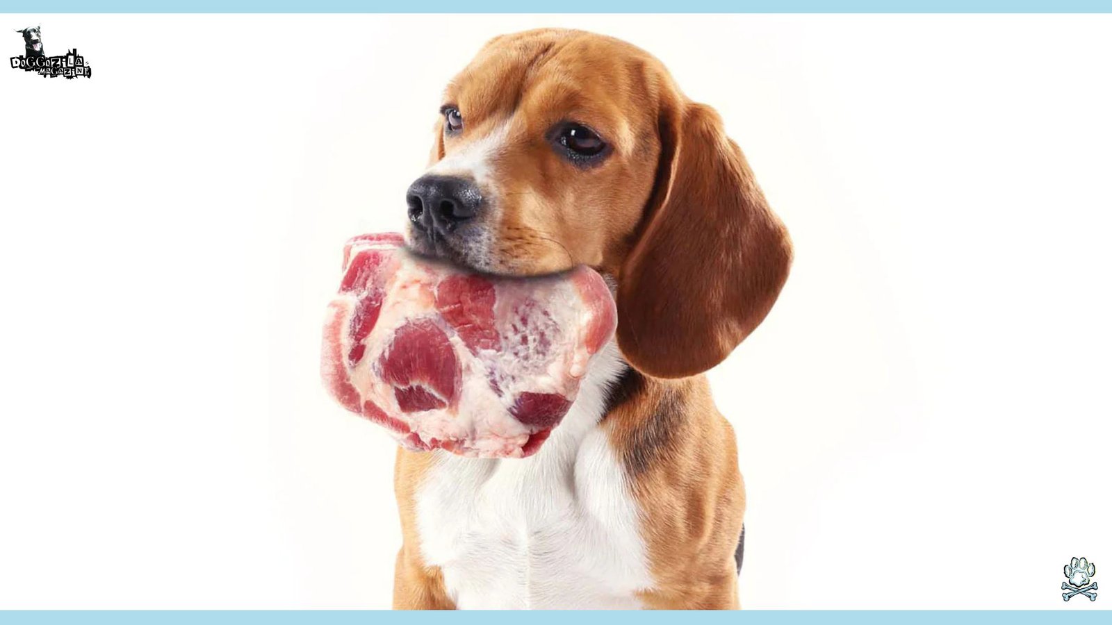 Raw Food Diet for Dogs