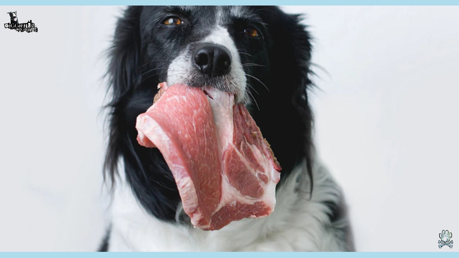 dog with a meat in his mouth