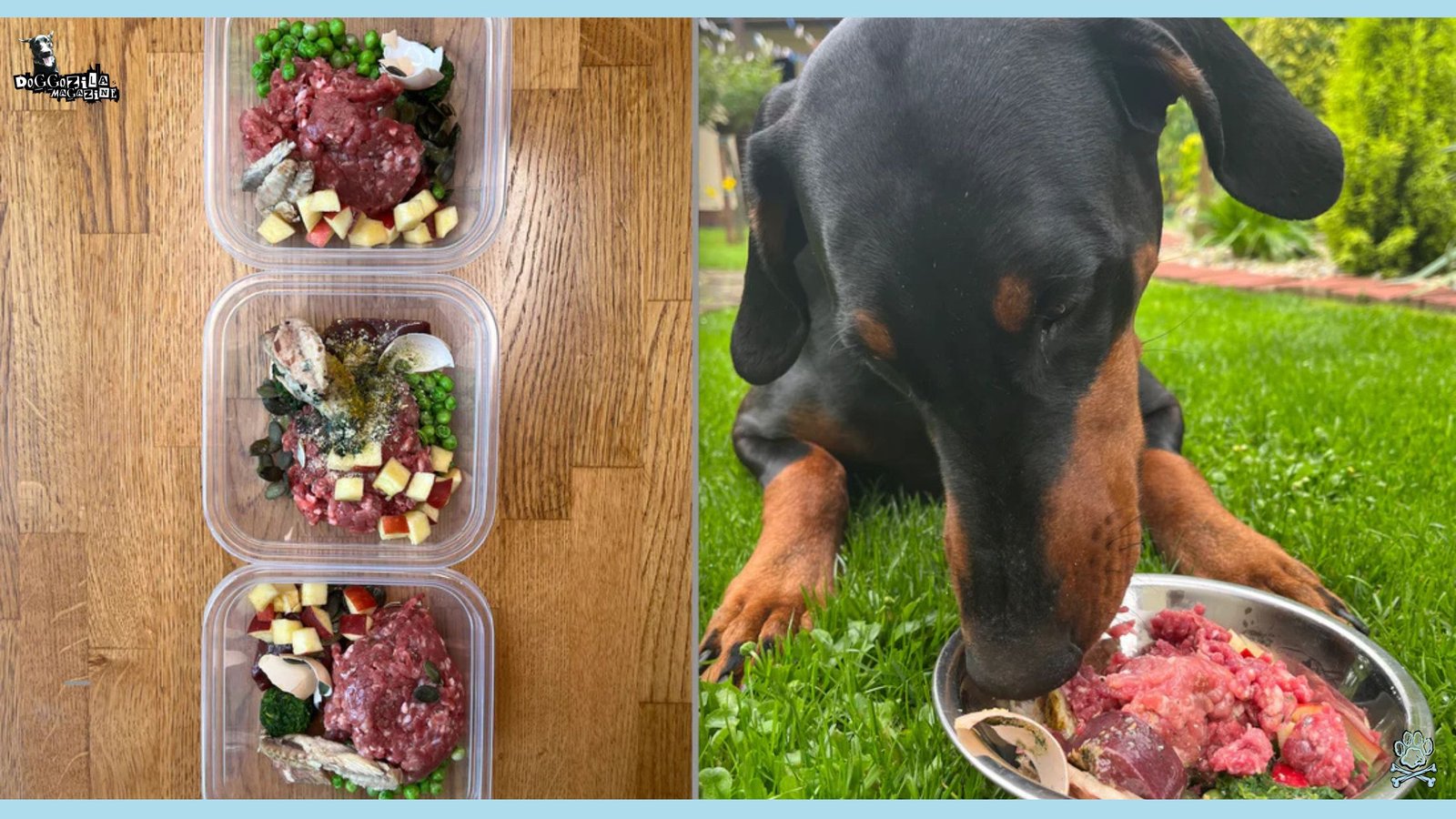 puppy eating raw meat