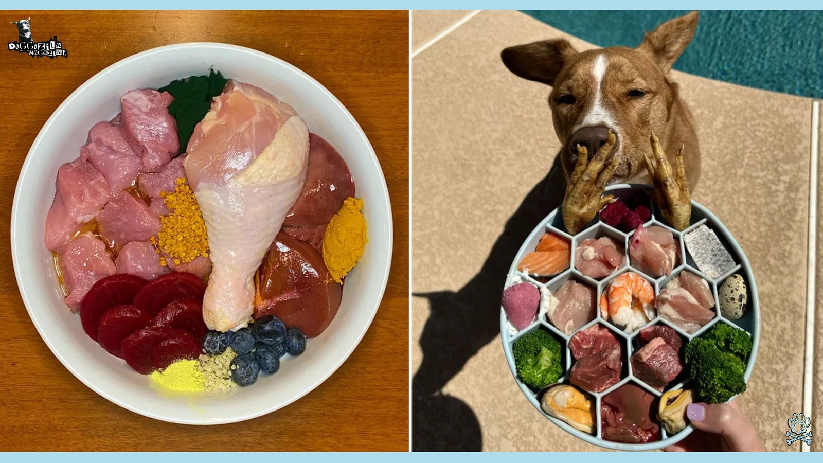 Raw Food Diet for Dogs