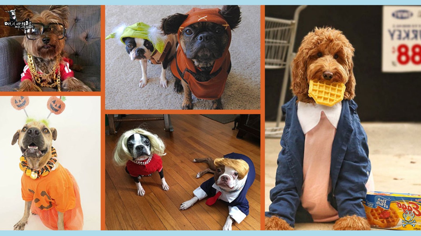 The Best Dog Halloween Costume Ideas